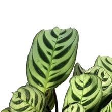 Load image into Gallery viewer, Maranta, 4in, Amagris