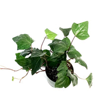 Load image into Gallery viewer, Ivy, 6in, Algerian