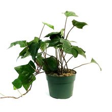 Load image into Gallery viewer, Ivy, 6in, Algerian