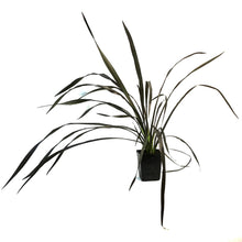 Load image into Gallery viewer, Phormium, 4.5in, Platts Black