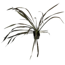 Load image into Gallery viewer, Phormium, 4.5in, Platts Black