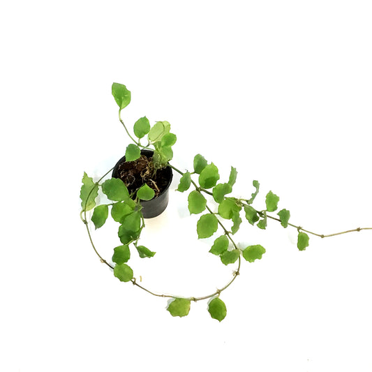 Hoya, 2.75in, Enduaensis