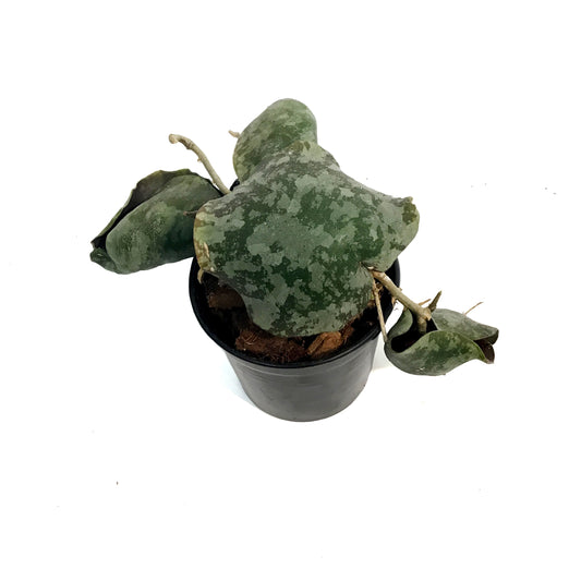 Hoya, 2.75in, Imbricata