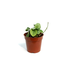 Load image into Gallery viewer, Hoya, 2.75in,Biakensis Splash
