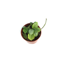 Load image into Gallery viewer, Hoya, 2.75in,Biakensis Splash