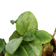 Load image into Gallery viewer, Hoya, 2.75in,Biakensis Splash