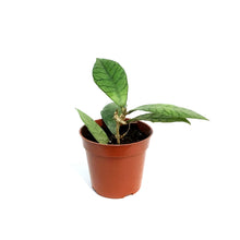 Load image into Gallery viewer, Hoya, 2.75in,Callistophylla