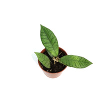 Load image into Gallery viewer, Hoya, 2.75in,Callistophylla