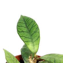 Load image into Gallery viewer, Hoya, 2.75in,Callistophylla