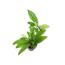 Load image into Gallery viewer, Hoya, 2.75in,Crassippetiolata