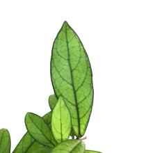 Load image into Gallery viewer, Hoya, 2.75in,Crassippetiolata