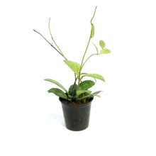 Load image into Gallery viewer, Hoya, 2.75in,Crassippetiolata, Splash