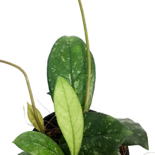 Load image into Gallery viewer, Hoya, 2.75in,Crassippetiolata, Splash