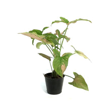 Load image into Gallery viewer, Syngonium, 2.75in,Pink Splash
