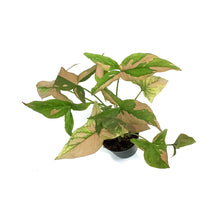 Load image into Gallery viewer, Syngonium, 2.75in,Pink Splash