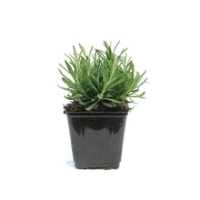 Load image into Gallery viewer, Lavender, 4in, English, Hidcote Blue