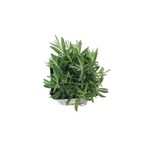 Load image into Gallery viewer, Lavender, 4in, English, Hidcote Blue