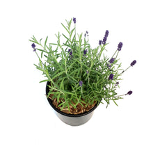 Load image into Gallery viewer, Lavender, 1 gal, Ellegance, Purple