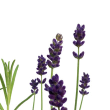 Load image into Gallery viewer, Lavender, 1 gal, Ellegance, Purple