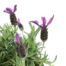 Load image into Gallery viewer, Lavender, 1 gal, Spanish, Anouk