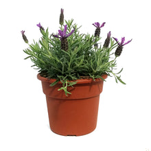 Load image into Gallery viewer, Lavender, 1 gal, Spanish, Anouk
