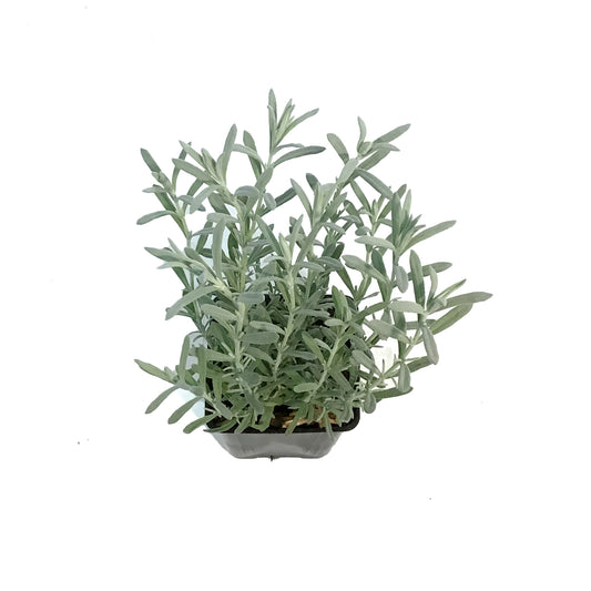 Lavender, 4in, Anouk, Silver