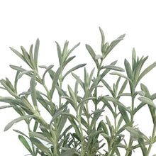 Load image into Gallery viewer, Lavender, 4in, Anouk, Silver