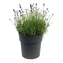 Load image into Gallery viewer, Lavender, 9in,Silver Forever