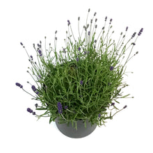 Load image into Gallery viewer, Lavender, 9in,Silver Forever