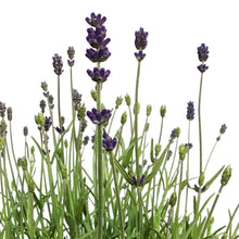 Load image into Gallery viewer, Lavender, 9in,Silver Forever