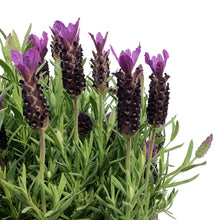 Load image into Gallery viewer, Lavender, 9in, Anouk, Twilight