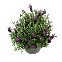 Load image into Gallery viewer, Lavender, 9in, Anouk, Twilight