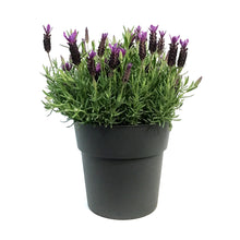 Load image into Gallery viewer, Lavender, 9in, Anouk, Twilight