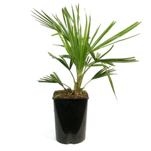 Load image into Gallery viewer, Palm, 2Gal, Windmill