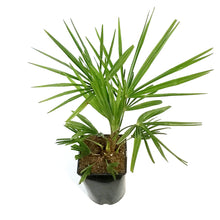 Load image into Gallery viewer, Palm, 2Gal, Windmill