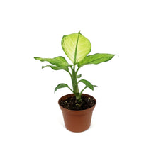 Load image into Gallery viewer, Dieffenbachia, 3in, Crocodile