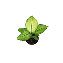 Load image into Gallery viewer, Dieffenbachia, 3in, Crocodile
