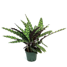 Load image into Gallery viewer, Calathea, 8in, Rattlesnake
