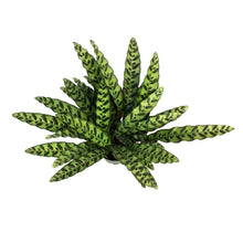 Load image into Gallery viewer, Calathea, 8in, Rattlesnake