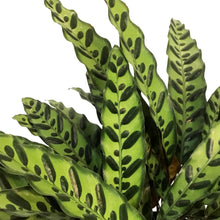 Load image into Gallery viewer, Calathea, 8in, Rattlesnake