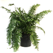 Load image into Gallery viewer, Fern, 12in, Macho