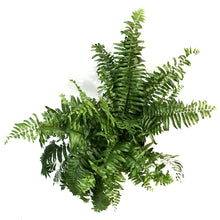 Load image into Gallery viewer, Fern, 12in, Macho