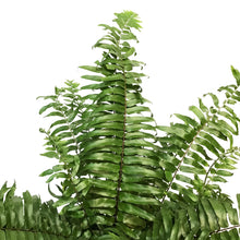 Load image into Gallery viewer, Fern, 12in, Macho