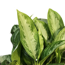 Load image into Gallery viewer, Aglaonema, 12in, Silver Bay