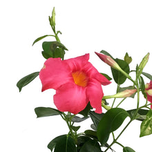 Load image into Gallery viewer, Dipladenia, 4in
