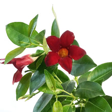 Load image into Gallery viewer, Dipladenia, 4in