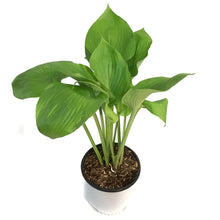 Load image into Gallery viewer, Hosta, 2 gal, Sum and Substance