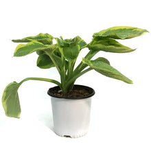 Load image into Gallery viewer, Hosta, 2 gal, Frances Williams