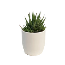 Load image into Gallery viewer, Haworthia, 9cm, Fasciata 'Zebra Plant'