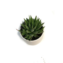 Load image into Gallery viewer, Haworthia, 9cm, Fasciata 'Zebra Plant'